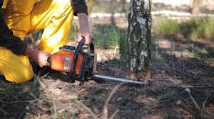 Why Choose Our Tree Removal Services in Scottsville, NY?